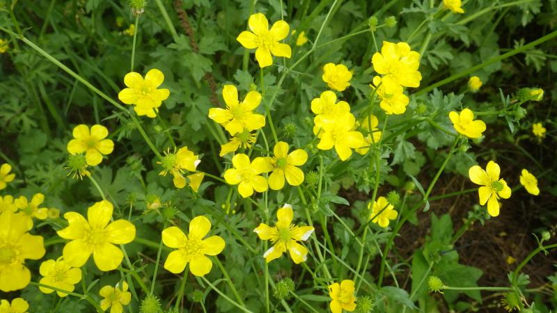 beautiful yellow flowers in the world 